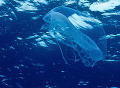   Jelly  